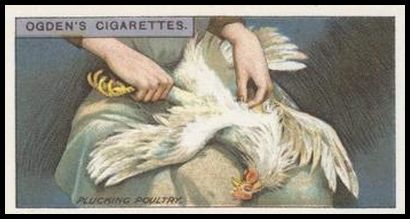 4 Plucking Poultry